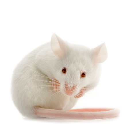 White Mouse in front of a white background ------------------------------------------------------------ [url=http://www.istockphoto.com/file_search.php?action=file&userID=902692]Look at my portfolio, there are a lot of animal photos on a white background.[/url] [img]http://www.istockphoto.com/file_thumbview_approve.php?size=1&id=2340421[/img] [img]http://www.istockphoto.com/file_thumbview_approve.php?size=1&id=2396641[/img] [img]http://www.istockphoto.com/file_thumbview_approve.php?size=1&id=2183014[/img] [img]http://www.istockphoto.com/file_thumbview_approve.php?size=1&id=2234464[/img] [img]http://www.istockphoto.com/file_thumbview_approve.php?size=1&id=2468468[/img] [img]http://www.istockphoto.com/file_thumbview_approve.php?size=1&id=2265853[/img] [img]http://www.istockphoto.com/file_thumbview_approve.php?size=1&id=2433742[/img] [img]http://www.istockphoto.com/file_thumbview_approve.php?size=1&id=1955826[/img] [img]http://www.istockphoto.com/file_thumbview_approve.php?size=1&id=2232043[/img]