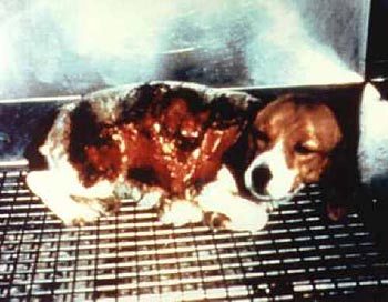 animal-experimentation-dog-torched-alive