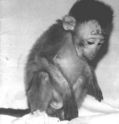 animal-experimentation-monkey-crap-tattoo