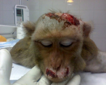 animal-experimentation-monkey-vivisection-torture