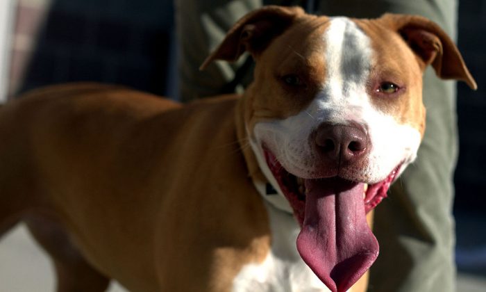Trixie_-_Pit_Bull_(4504596306)
