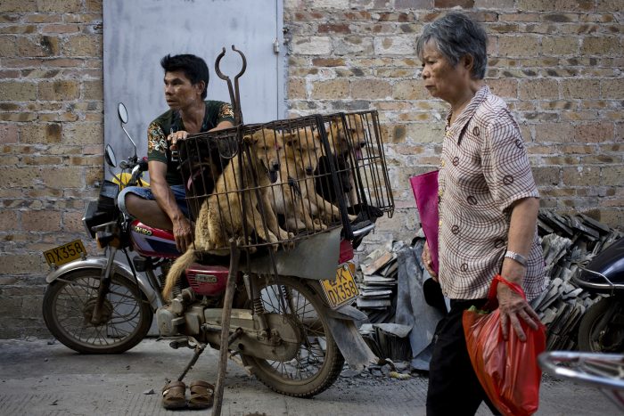 A woman walks past a dog vendor waits for buyers next to the dogs in a cage for sale at a market during a dog meat festival in Yulin in south China's Guangxi Zhuang Autonomous Region, Tuesday, June 21, 2016. Seeking to end what they call a cruel and unsanitary ritual, animal rights activists are working to end an annual dog meat feast in the southern Chinese town. (AP Photo/Andy Wong)