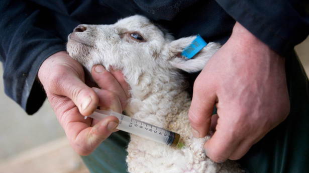 Lamb-being-injected-with-antibioticscTimScrivener-615x346