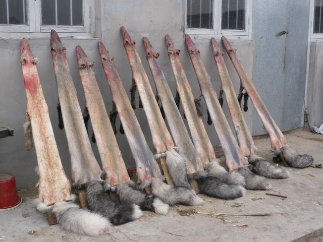 Raccoon Skins drying out on wooden stands.