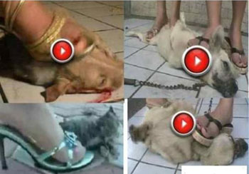 crush-videos-dogs-being-crushed