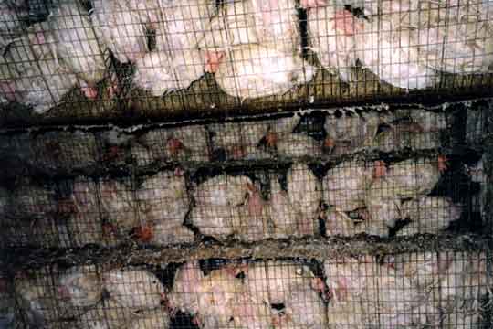 factory-farming-chickensstacked