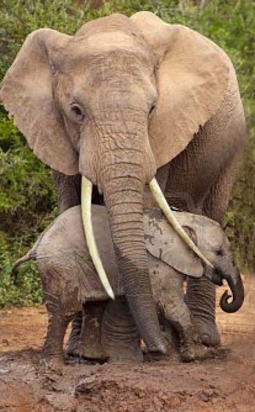 ivory-trade-baby-elephant-being-protected-by-its-mother