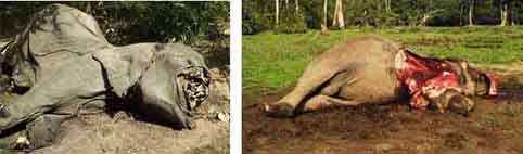 ivory-trade-elephant-poached-for-ivory-tusks-2