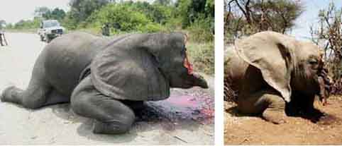 ivory-trade-elephant-poached-for-ivory-tusks