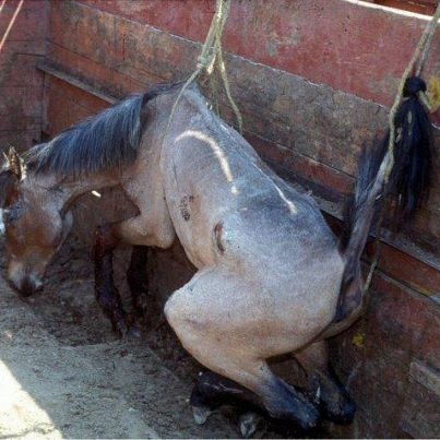 22afa18bea6bfae86c6c2a04244161f7--horse-meat-stop-animal-cruelty