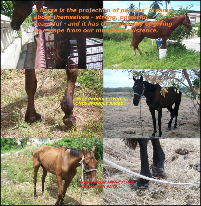 barbados-race-horses